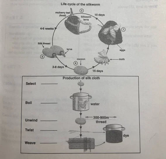 The diagrams show the life cycle of the silkworm and the stages in the production of silk cloth.
