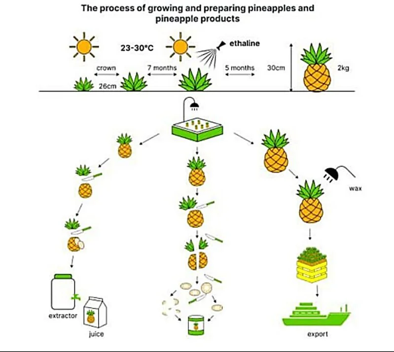 The diagram below shows the process of growing and preparing pineapples and pineapple products.